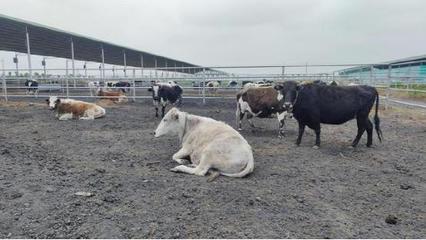 社旗縣興隆鎮 特色產業興村 鄉村振興加速