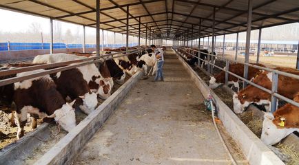 養(yǎng)殖牛羊增收快，小康路上唱歡歌