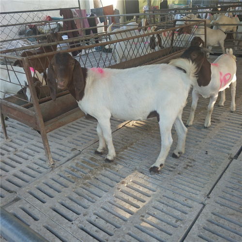 農(nóng)作物秸稈養(yǎng)殖波爾山羊技術(shù) 快速生長、繁殖高效、品種優(yōu)質(zhì)、價格實惠、效益顯著