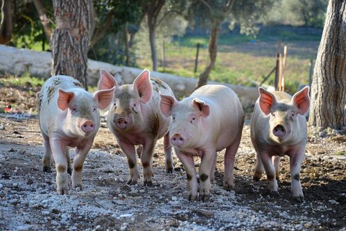家禽家畜家豬養(yǎng)殖 視覺記錄與資源參考