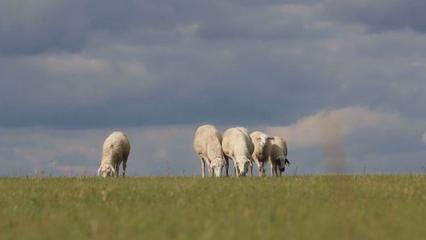 草原上的黨課 內(nèi)蒙古“聽(tīng)黨話(huà)、感黨恩、跟黨走”宣傳教育走進(jìn)鄂溫克家畜飼養(yǎng)一線(xiàn)