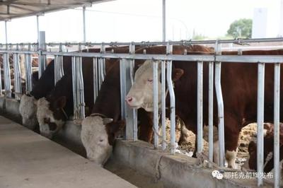 蹄疾步穩(wěn)謀發(fā)展，產(chǎn)業(yè)振興正當(dāng)時(shí)——鄂前旗推進(jìn)農(nóng)牧業(yè)產(chǎn)業(yè)高質(zhì)量發(fā)展綜述